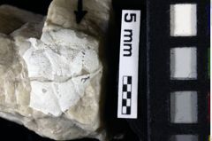 Foto (Detailansicht) von Goniodromites bidentatus (Reuss, 1858) (NHMW-GEO-1990-0041-0083)